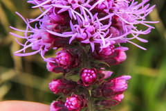 Liatris pycnostachya pycnostachya