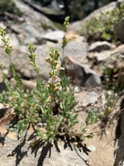 Penstemon deustus