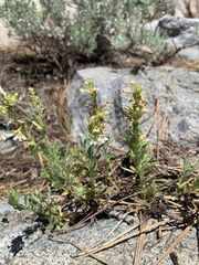 Penstemon deustus