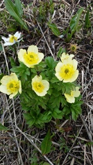 Trollius laxus