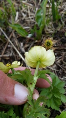 Trollius laxus