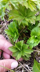 Trollius laxus