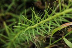 Liatris pycnostachya pycnostachya