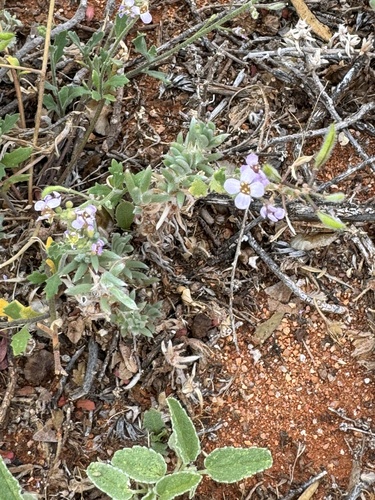 Harmsiodoxa puberula, 2024-11-03