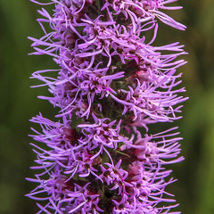 Liatris pycnostachya pycnostachya