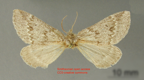 Caenosynteles haploaria