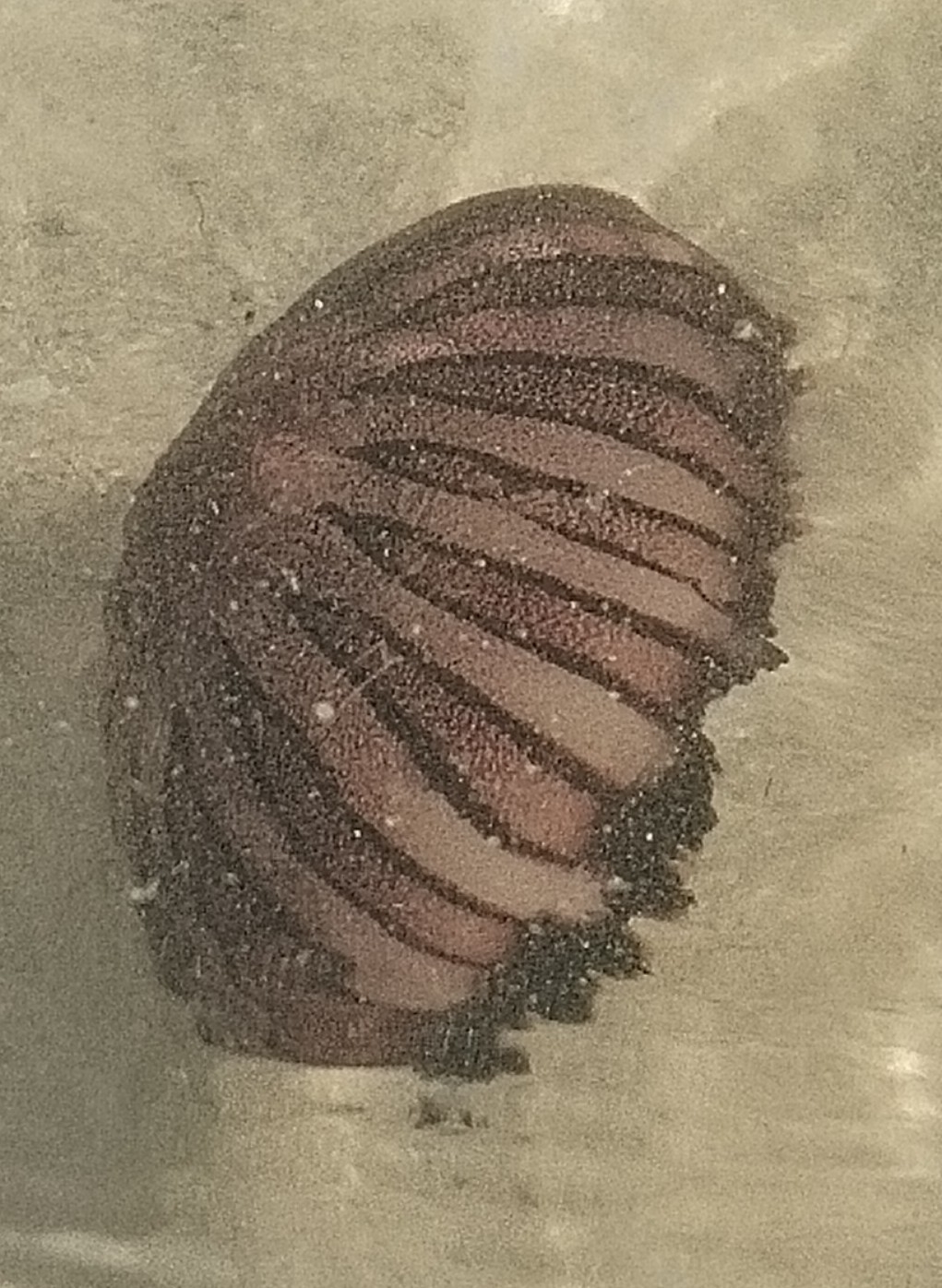 Chrysaora agulhensis Ras, Neethling, Engelbrecht, Morandini, Bayha, Skrypzeck & Gibbons, 2020