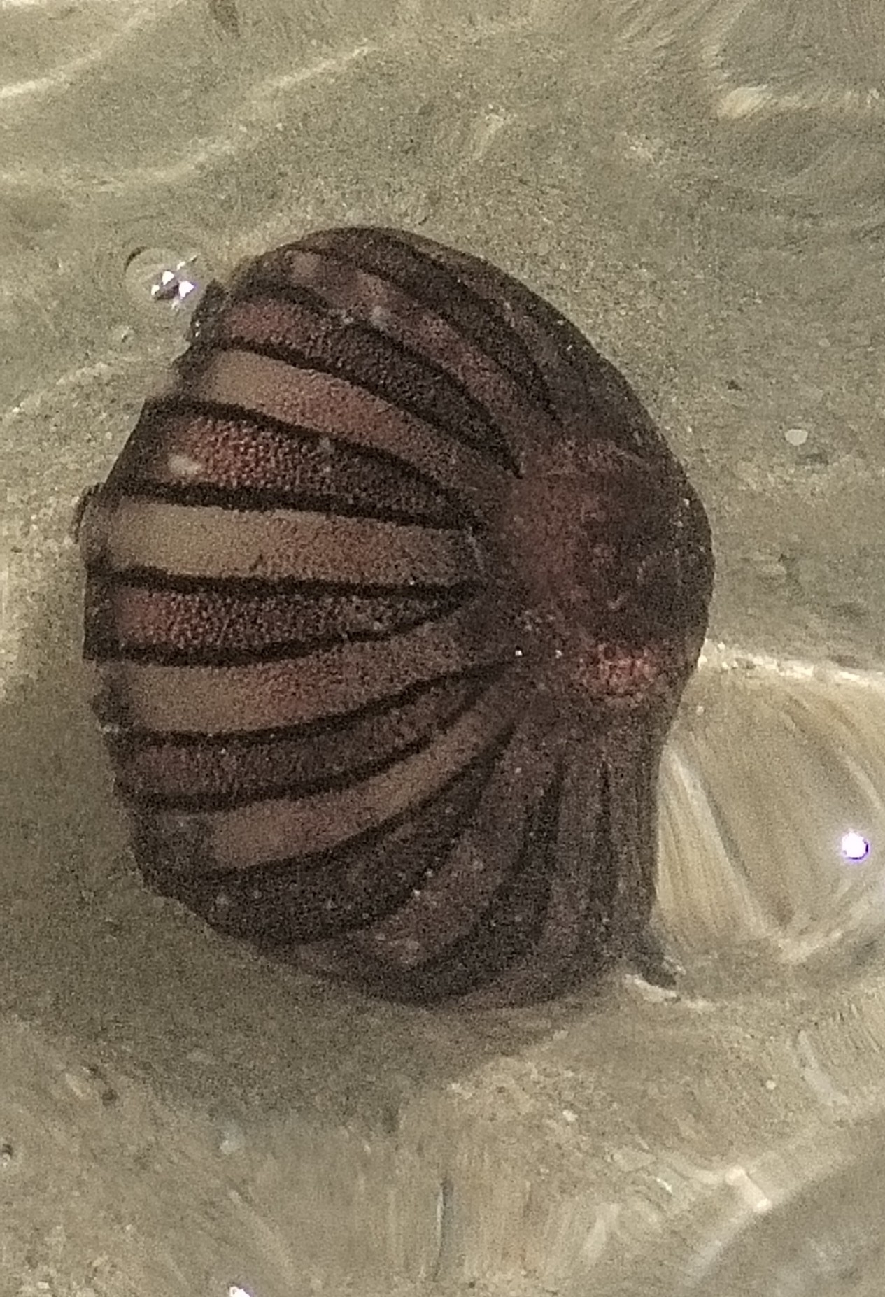 Chrysaora agulhensis Ras, Neethling, Engelbrecht, Morandini, Bayha, Skrypzeck & Gibbons, 2020