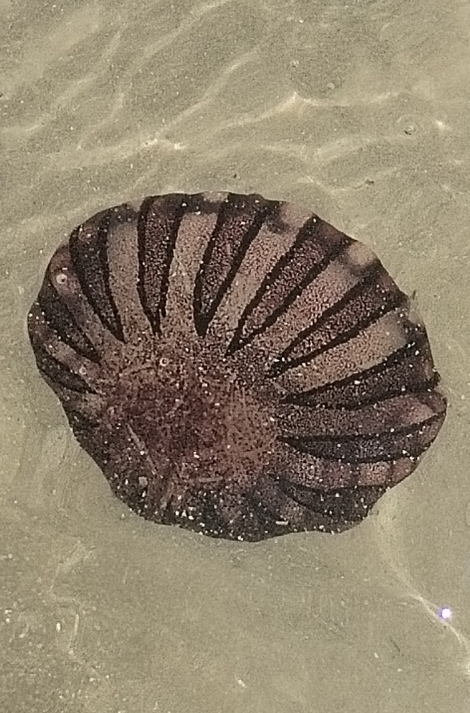 Chrysaora agulhensis Ras, Neethling, Engelbrecht, Morandini, Bayha, Skrypzeck & Gibbons, 2020