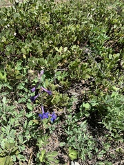 Delphinium gracilentum