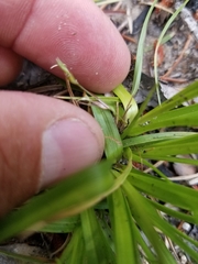 Carex tonsa tonsa