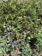 Delphinium gracilentum
