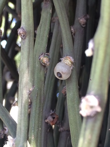 Rhipsalis floccosa ssp. floccosa