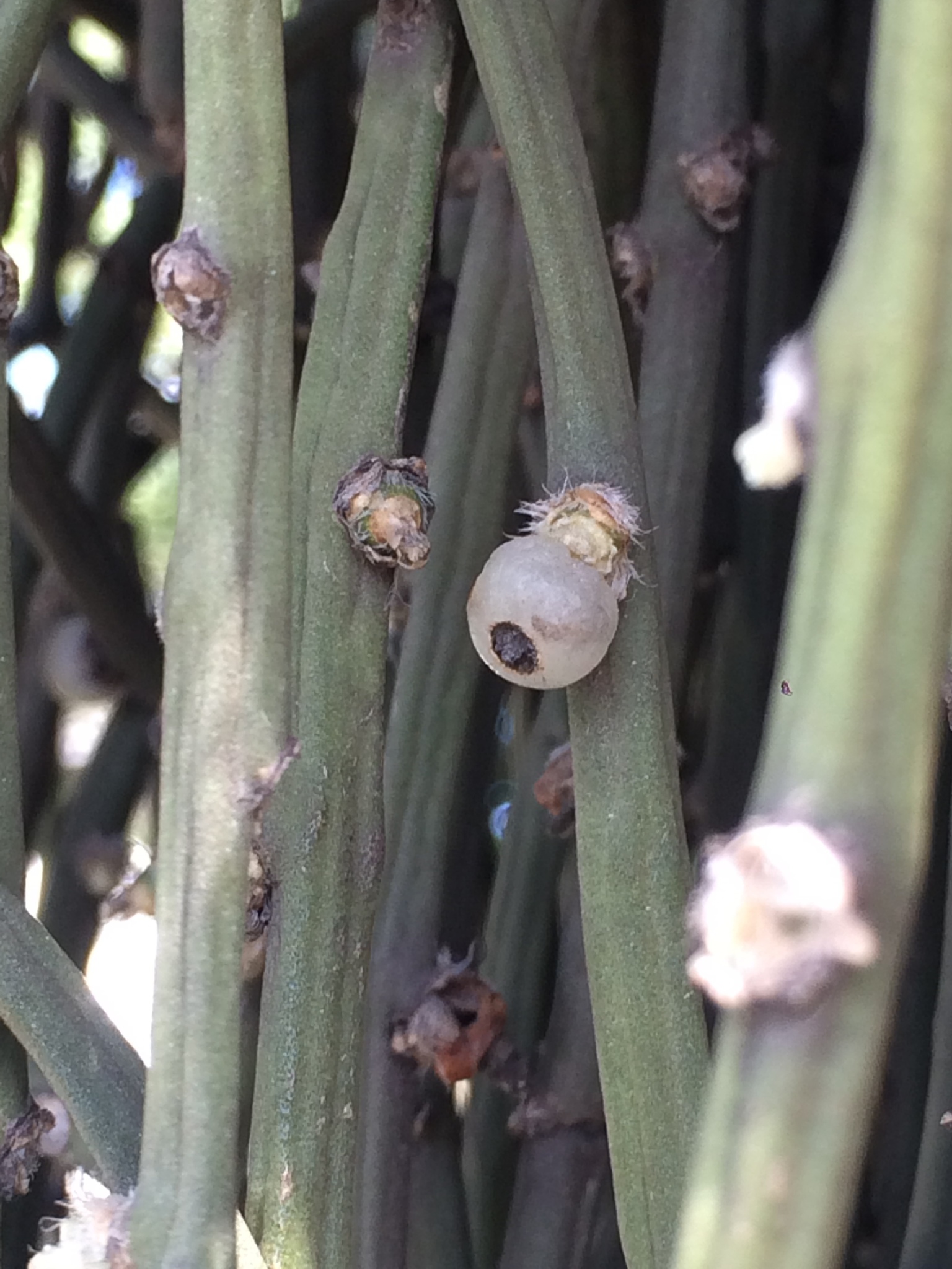 Rhipsalis floccosa ssp. floccosa