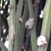 Rhipsalis floccosa floccosa - Photo (c) Ben P, some rights reserved (CC BY), uploaded by Ben P