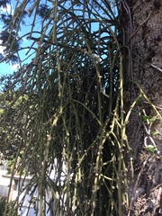 Rhipsalis floccosa