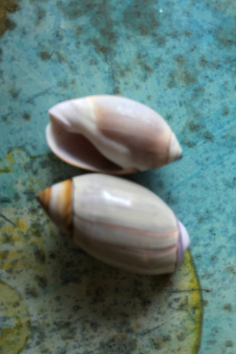 Purple Olive Snail