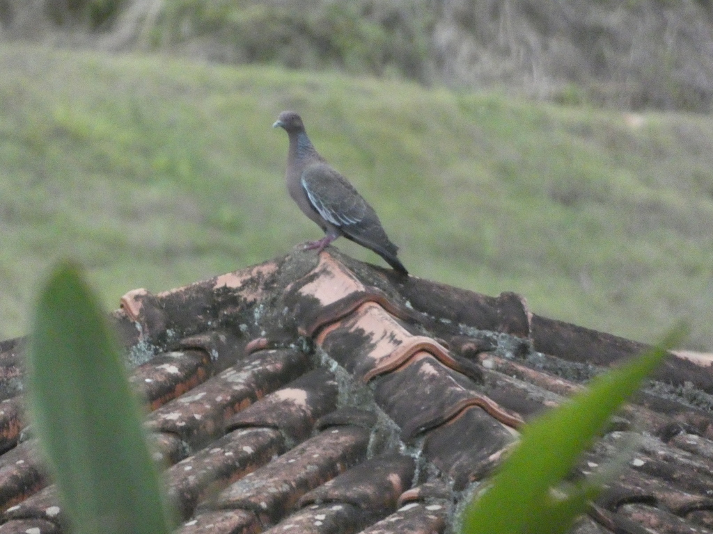 Picazuro Pigeon from Reserva Natural da Vale do Rio Doce BR-ES on ...