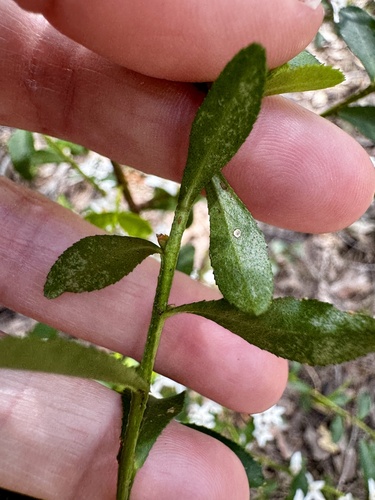Image of Crowea angustifolia by (c) pimelea, some rights reserved (CC BY)