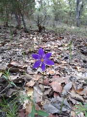 Tigridia longispatha