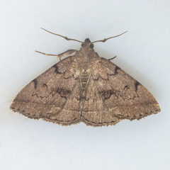 Zanclognatha dentata