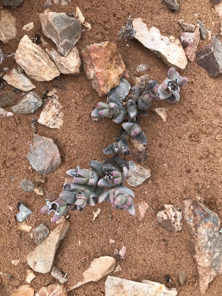 Juttadinteria deserticola (Marloth) Schwantes