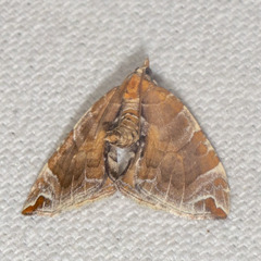 Eulithis molliculata
