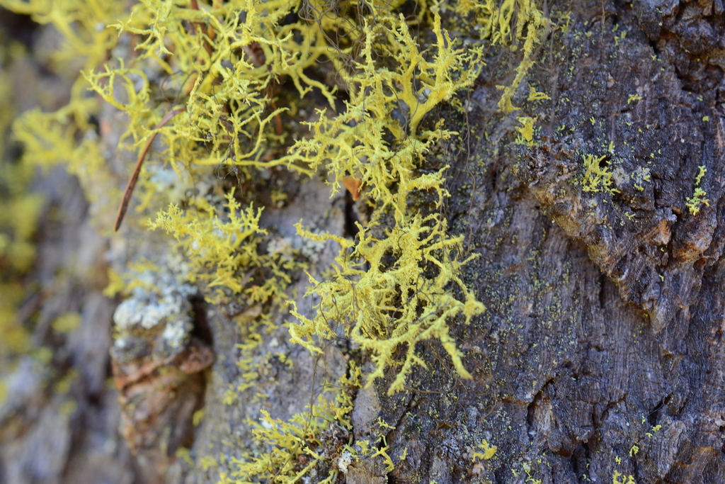 Letharia lupina