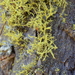 Letharia lupina - Photo (c) Alison Northup, alguns direitos reservados (CC BY), uploaded by Alison Northup