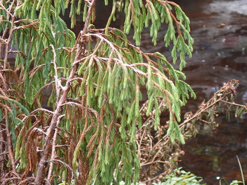 Juniperus recurva, photograph 3