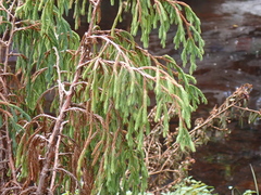 Juniperus recurva, photograph (c) Sagnik Dutta Roy, some rights reserved (CC BY)