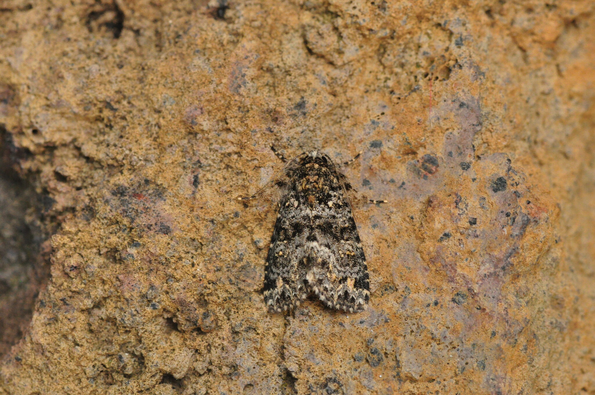 Callopistria latreillei