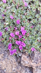 Astragalus kentrophyta tegetarius