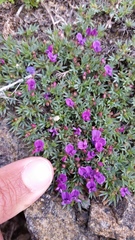 Astragalus kentrophyta tegetarius