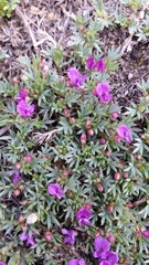Astragalus kentrophyta tegetarius