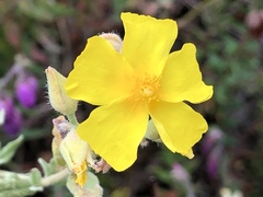 Cistus lasianthus