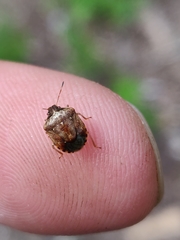 Cosmopepla intergressa