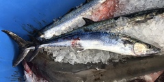 Scomberomorus cavalla