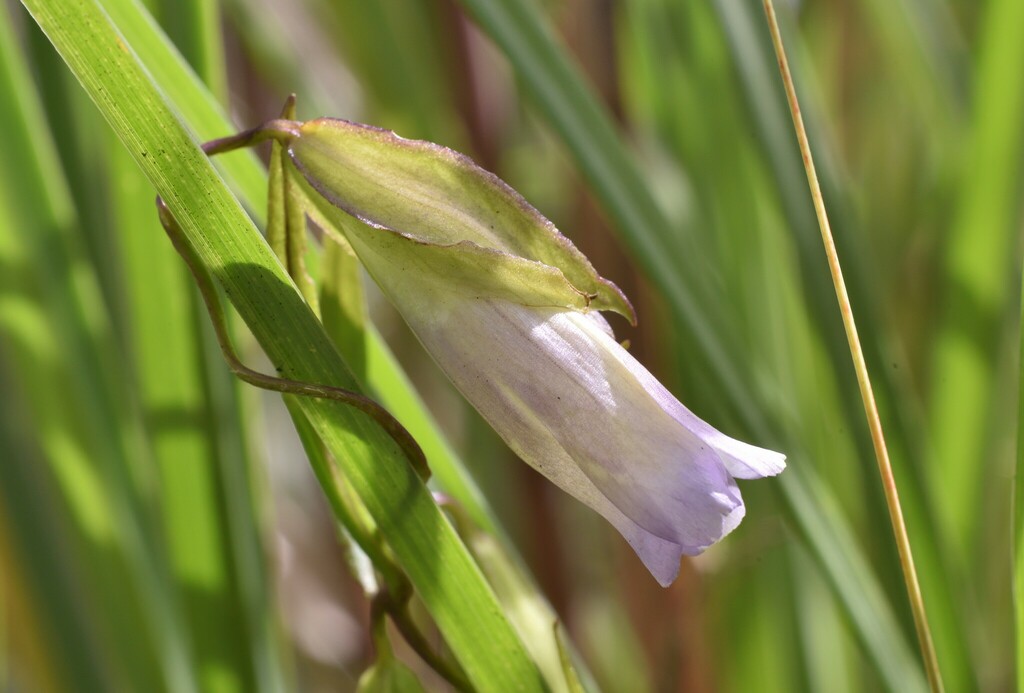 Pterygocalyx volubilis