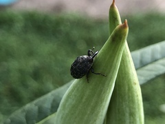 Rhyssomatus lineaticollis