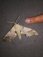 Marumba quercus
