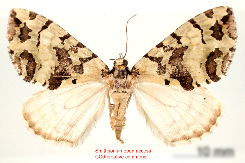 Hydriomena tessellata