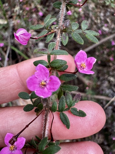 Image of Boronia gracilipes by (c) pimelea, some rights reserved (CC BY)