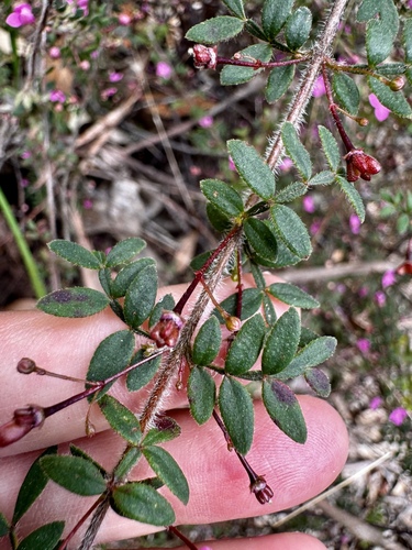 Image of Boronia gracilipes by (c) pimelea, some rights reserved (CC BY)