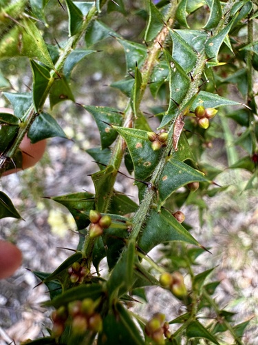 Image of Acacia divergens by (c) pimelea, some rights reserved (CC BY)