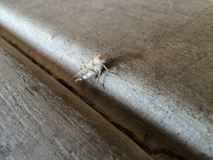 Cibolacris parviceps