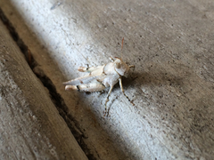 Cibolacris parviceps