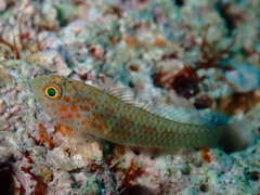 Fishnet Pygmy Goby photo 2