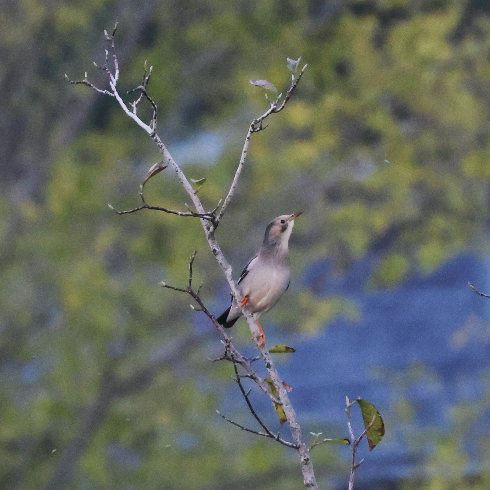 Red-billed Starling