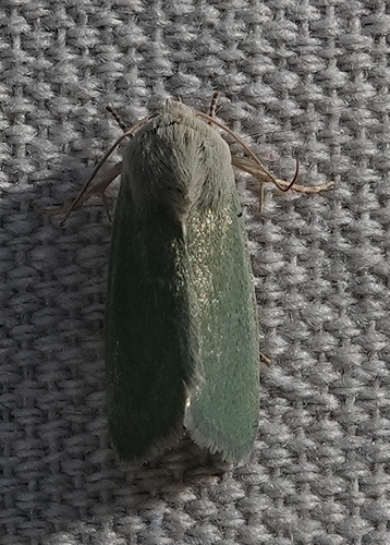 Schinia simplex photo 2